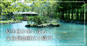 原生林が生い茂る支笏洞爺国立公園内